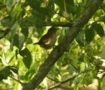 Southern House Wren