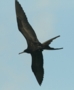 Magnificent Frigatebird