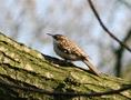 Eurasian Treecreeper