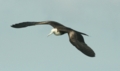 Magnificent Frigatebird