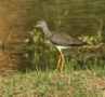 Lesser Yellowlegs