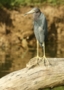 Little Blue Heron