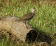 Spotted Sandpiper