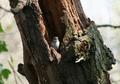 Eurasian Treecreeper