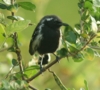 White-fringed Antwren