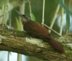 Cocoa Woodcreeper