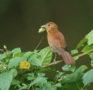 White-lined Tanager