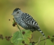 Barred Antshrike