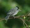 Barred Antshrike