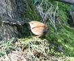 Winter Wren