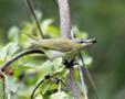 Tennessee Warbler