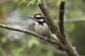 Downy Woodpecker