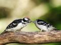 Downy Woodpecker