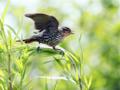 Red Winged Blackbird