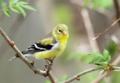 American Goldfinch