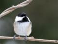 Black Capped Chickadee