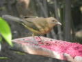 Clay-coloured Robin