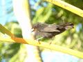 Lesser Antillean Bullfinch