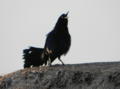 Great-tailed Grackle