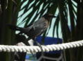 Great-tailed Grackle