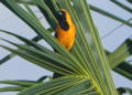 Hooded Oriole