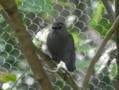 Gray Catbird