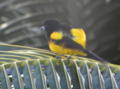 Black-cowled Oriole