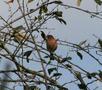 Chaffinch