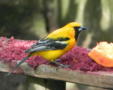 Orange Oriole