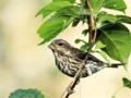 Purple Finch