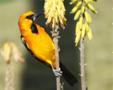 Orange Oriole