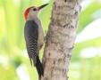 Yucatan Woodpecker