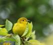 Yellow Warbler