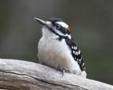 Hairy Woodpecker