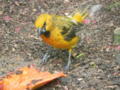 Orchard Oriole