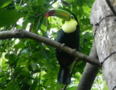 Keel-billed Toucan