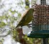 European Greenfinch