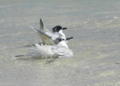 Sandwich Tern