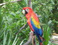 Scarlet Macaw