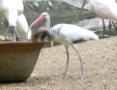 American White Ibis