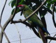 Military Macaw