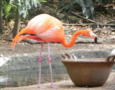 Greater Flamingo