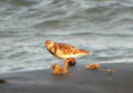 Ruddy Turnstone