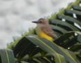 Tropical Kingbird