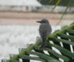 Grey Kingbird