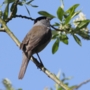 Blackcap