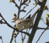 Blackcap