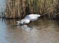 Mediterranean Gull