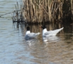 Mediterranean Gull