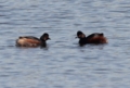 Black-necked Grebe